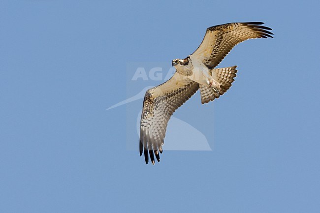 Visarend in vlucht; Osprey in flight stock-image by Agami/Daniele Occhiato,