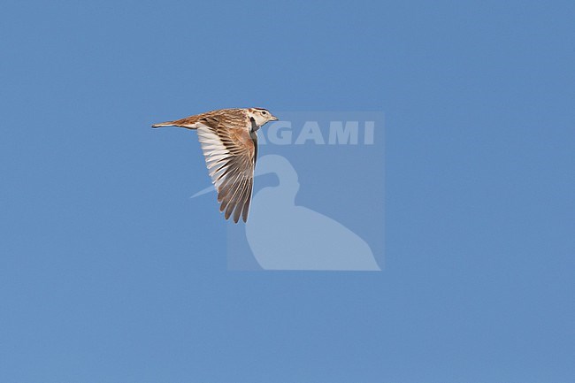 An adult Mongolian lark (Melanocorypha mongolica) in flight against the blue sky stock-image by Agami/Mathias Putze,