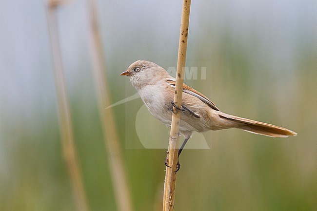 Eastern Bearded Reedling (Panurus biarmicus russicus), Kazakhstan, adult female perched in reed. stock-image by Agami/Ralph Martin,