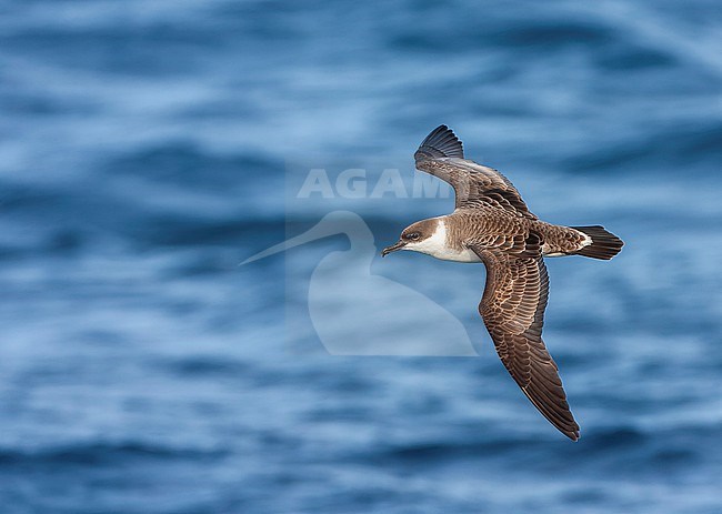 Great Shearwater (Ardenna gravis) south of Tristan da Cunha in South Atlantic ocean. Formaly Puffinus gravis. Showing upper wing pattern. stock-image by Agami/Marc Guyt,