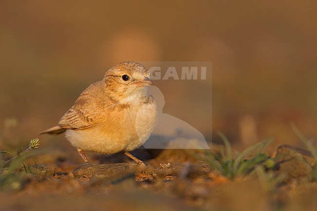 Bar-tailed Desert Lark (Ammomanes cincturus); Morocco, adult stock-image by Agami/Ralph Martin,