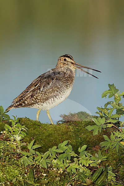 Adult Wilson's Snipe (Gallinago delicata) calling
Lac Le Jeune, British Colombia stock-image by Agami/Brian E Small,