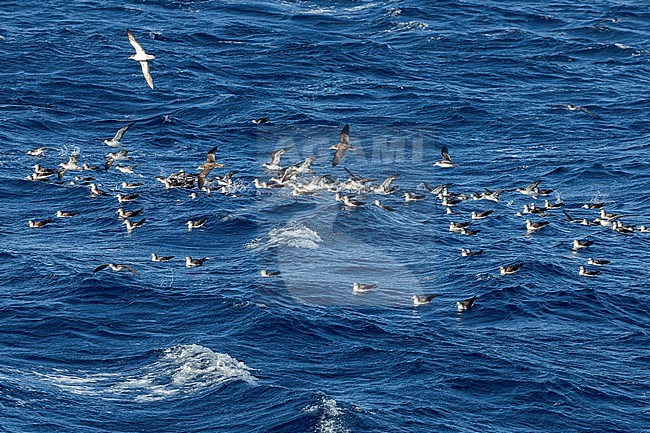 Streaked Shearwater (Calonectris leucomelas) in flight over the sea surface in the Pacific Ocean, south off Japan. stock-image by Agami/Marc Guyt,