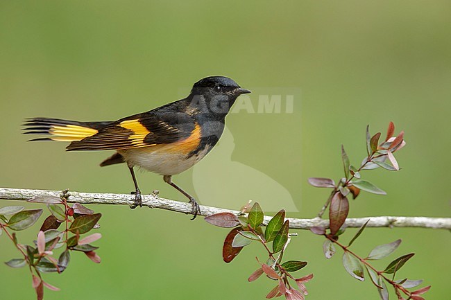 Adult male American Redstart (Setophaga ruticilla) perched on a branch in Galveston County, Texas, United States, during spring migration. stock-image by Agami/Brian E Small,