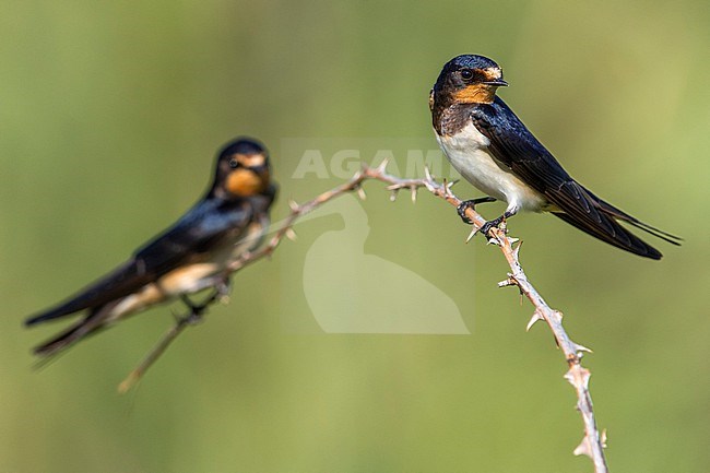 Barn Swallow (Hirundo rustica) in Italy. stock-image by Agami/Daniele Occhiato,