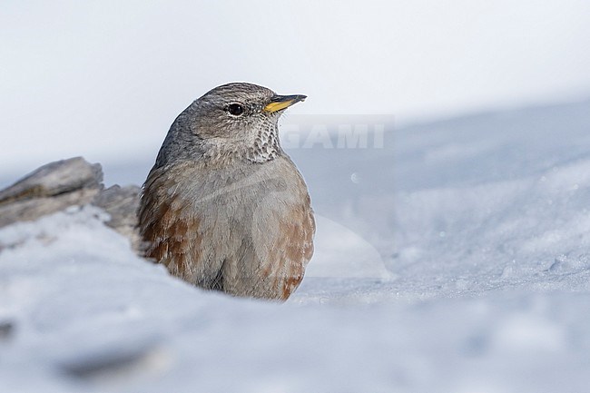 Alpine Accentor (Prunella collaris) sitting in a snow coverd moutain landscape in the swiss alps. stock-image by Agami/Marcel Burkhardt,