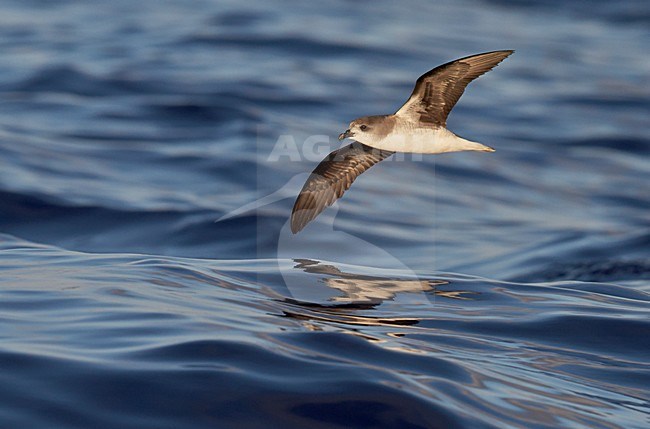 Freira in vlucht, Zino's Petrel in flight stock-image by Agami/Markus Varesvuo,