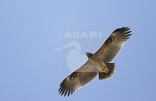 Greater Spotted Eagle (Aquila clanga) Sultanate of Oman November 2004 stock-image by Agami/Markus Varesvuo,