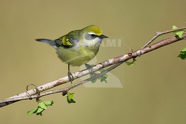 Hybride Blauwvleugelzanger x Geelvleugelzanger, Hybrid Blue-winged Warbler x Golden-winged Warbler stock-image by Agami/Brian E Small,