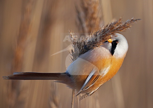 Baardman foeragerend in rietveld; Bearded Reedling foraging in reedbed stock-image by Agami/Markus Varesvuo,