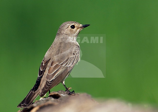 Grauwe Vliegenvanger; Spotted Flycatcher (Muscicapa striata) Hungary May 2008 stock-image by Agami/Markus Varesvuo / Wild Wonders,