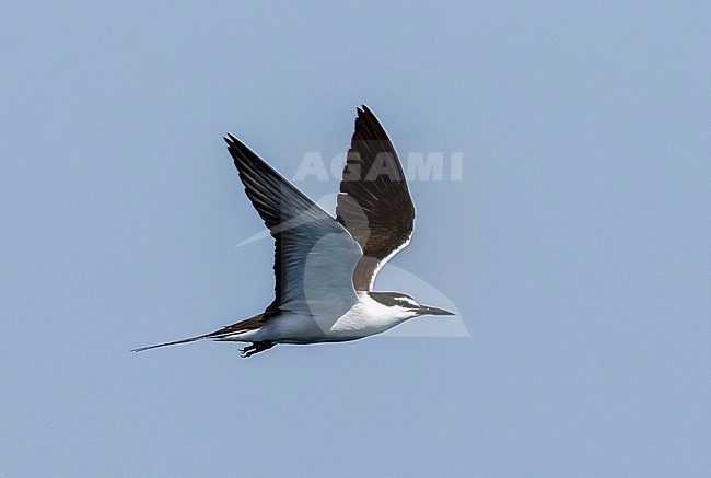 Adult Bridled Tern flying close to the colony. Red Sea, Egypt stock-image by Agami/Vincent Legrand,