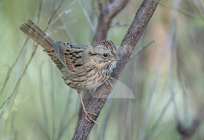 Lincoln's Sparrow (Melospiza lincolnii) perched on a small branch stock-image by Agami/Ian Davies,