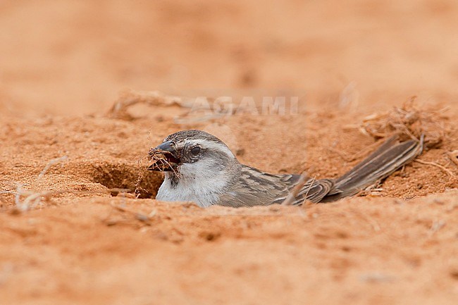 Iago Sparrow, Female, Boavista, Cape Verde (Passer iagoensis) stock-image by Agami/Saverio Gatto,