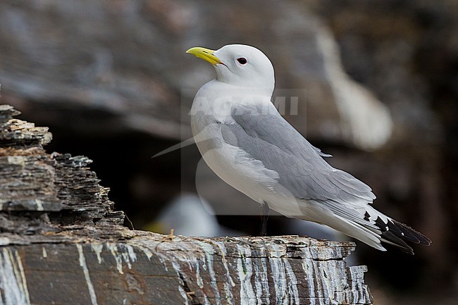 Black-legged Kittiwake (Rissa tridactyla), adult standing on a rock stock-image by Agami/Saverio Gatto,