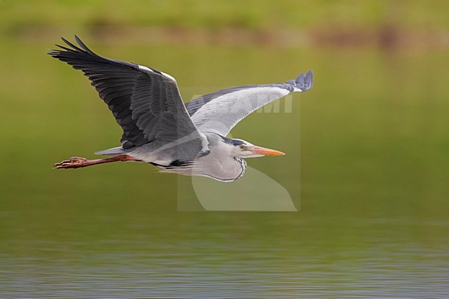 Blauwe Reiger, Grey Heron; Ardea cinerea stock-image by Agami/Daniele Occhiato,