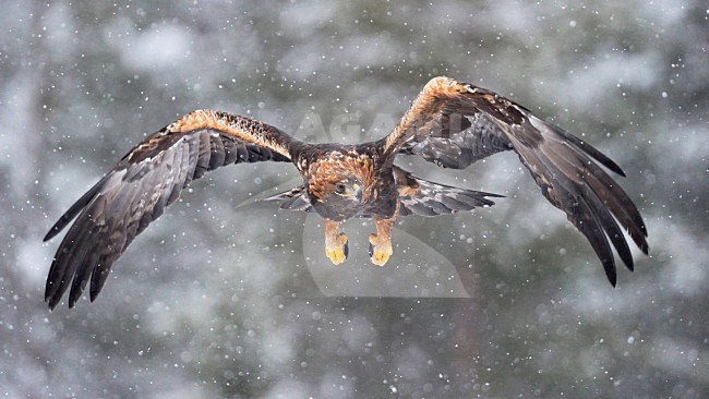 Steenarend vliegend in de sneeuw, Golden Eagle flying in the snow stock-image by Agami/Jari Peltomäki,