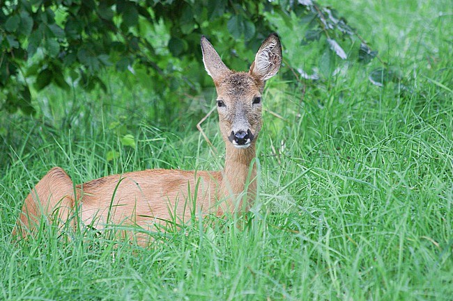 Roe deer (Capreolus capreolus), adult female resting on the grass, against a green background, in Sweden. stock-image by Agami/Sylvain Reyt,