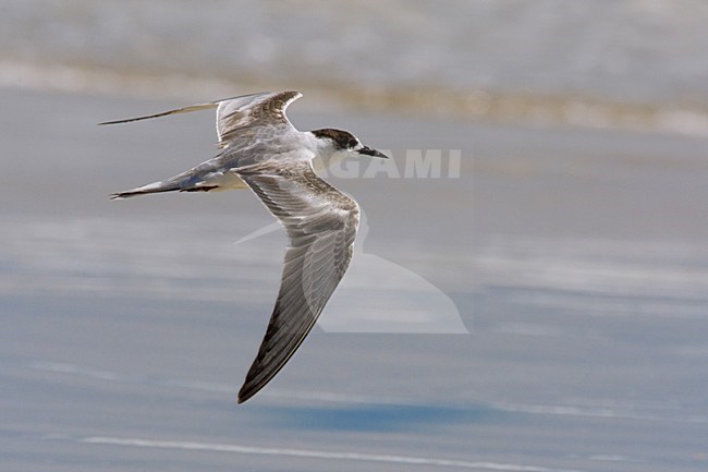 Arabische Stern; White-cheeked Tern; Sterna repressa stock-image by Agami/Daniele Occhiato,