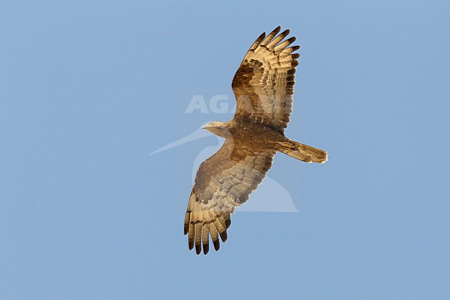 Volwassen Wespendief in de vlucht; Adult European Honey Buzzard in flight stock-image by Agami/Daniele Occhiato,