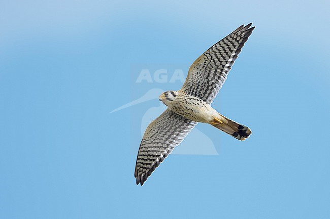 Adult male American Kestrel, Falco sparverius
Chambers Co., TX
October 2017 stock-image by Agami/Brian E Small,