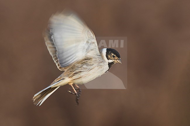 Male European Reed Bunting (Emberiza schoeniclus) hovering in mid air, against a brown colored natural background in Italy. stock-image by Agami/Daniele Occhiato,