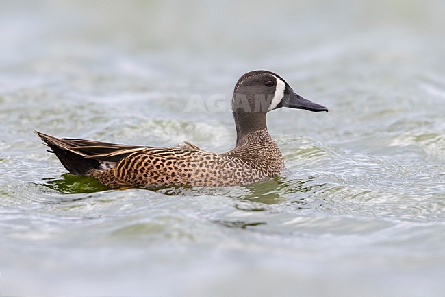 Mannetje Blauwvleugeltaling; Blue-winged Teal male stock-image by Agami/Daniele Occhiato,