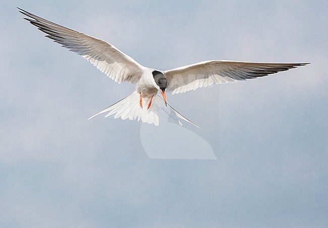 Adult Common Tern (Sterna hirundo) flying over saltpans near Skala Kalloni on the island of Lesvos, Greece. stock-image by Agami/Marc Guyt,