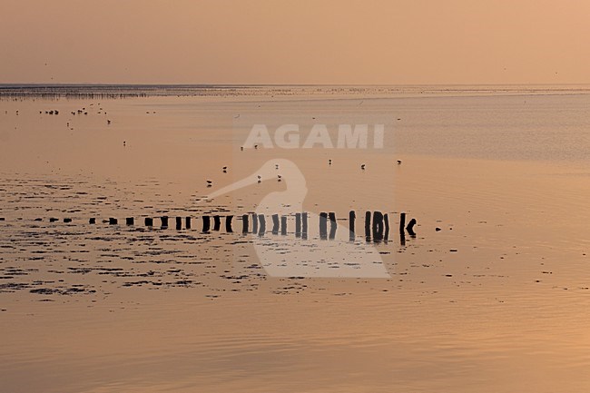 Avond op de Waddenzee; Evening at the Waddensea stock-image by Agami/Theo Douma,