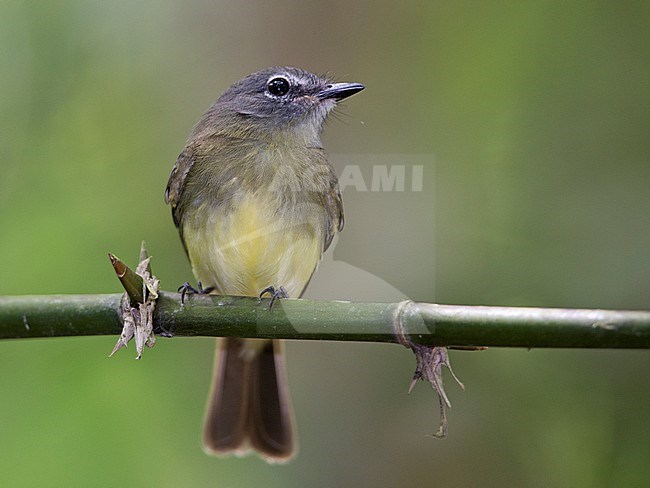 Black-billed Flycatcher (Aphanotriccus audax) at ProAves Blue-billed Curassow Reserve, Puerto Pinzon, Boyaca, Colombia. IUCN Status Near Threatened. stock-image by Agami/Tom Friedel,