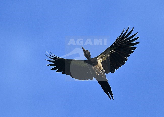 White-bellied Woodpecker (Dryocopus javensis multilunatus) at PICOP, Mindanao, in the Philippines. Flying overhead. stock-image by Agami/Laurens Steijn,