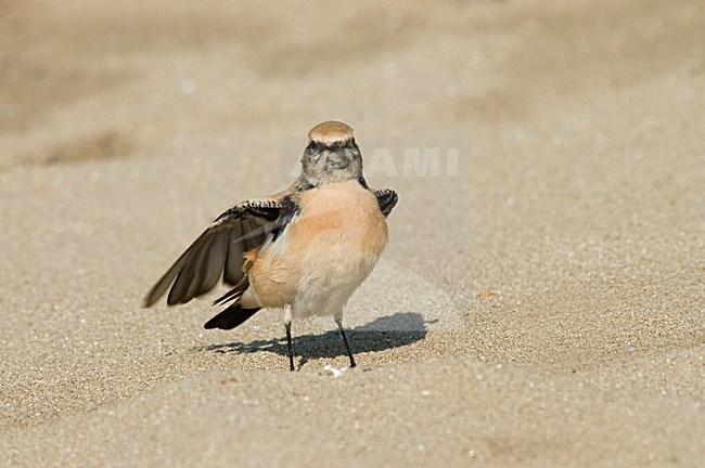 Desert Wheatear on beach of IJmuiden, Netherlands ; Woestijntapuit op het strand van IJmuiden stock-image by Agami/Marc Guyt,