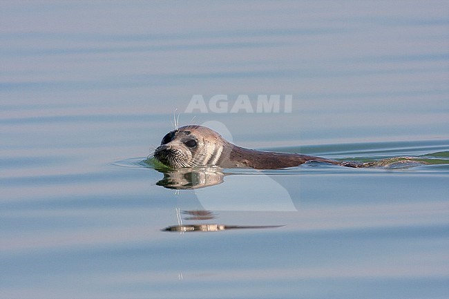 Caspian Seal (Pusa caspica) swimming in the Caspian sea in Iran. stock-image by Agami/Edwin Winkel,