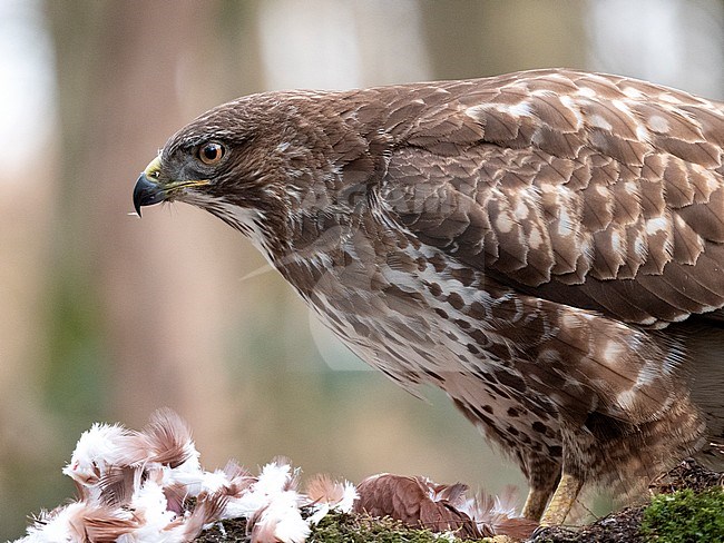 Common Buzzard (Buteo buteo) perched on a prey in the forest with trees in the background stock-image by Agami/Roy de Haas,