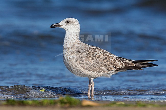 Yellow-legged Gull (Larus michahellis), juvenile standing on the shore stock-image by Agami/Saverio Gatto,