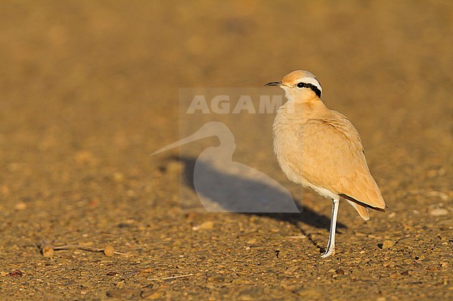 Cream-coloured Courser - Rennvogel - Cursorius cursor ssp. cursor, Morocco, adult stock-image by Agami/Ralph Martin,