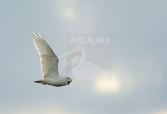 Snowy Owl adult male flying; Sneeuwuil volwassen man vliegend stock-image by Agami/Markus Varesvuo,
