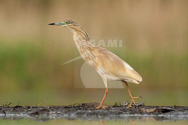 Ralreiger volwassen lopend op waterkant, Squacco Heron adult walking at waterside stock-image by Agami/Marc Guyt,