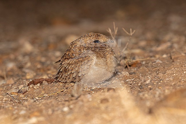 Juvenile Golden Nightjar (Caprimulgus eximius) sitting at night in the desert, Oued Chiaf, Western Sahara. stock-image by Agami/Vincent Legrand,