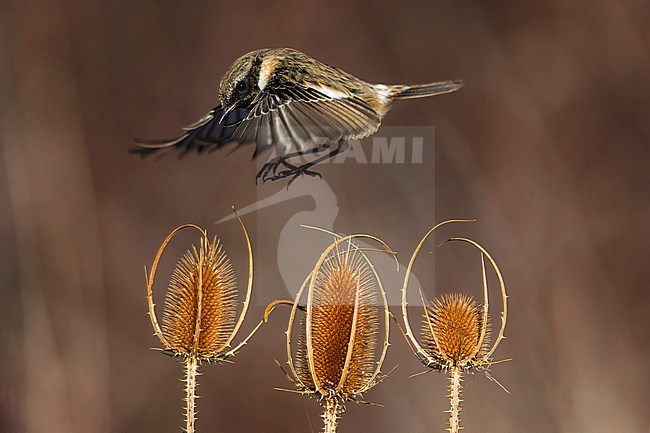 Wintering male European Stonechat (Saxicola rubicola) in Italy. Hovering above dried out flowers. stock-image by Agami/Daniele Occhiato,