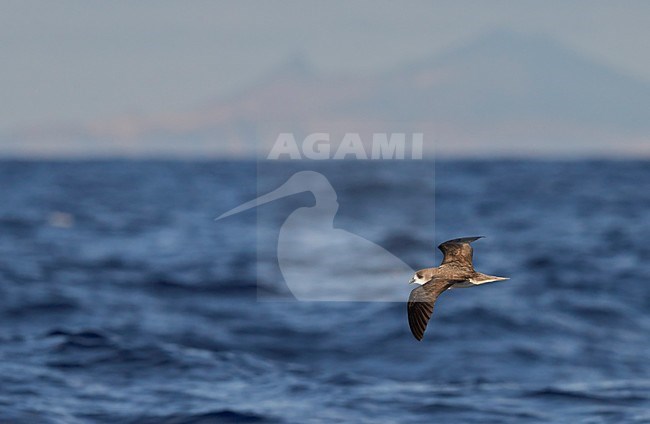 Freira in vlucht, Zino\'s Petrel in flight stock-image by Agami/Markus Varesvuo,