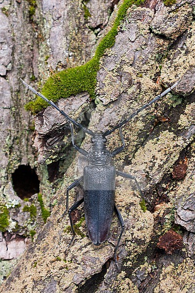 Cerambyx cerdo - Great Capricorn Beetle - Großer Eichenheldbock, Germany, imago, female stock-image by Agami/Ralph Martin,