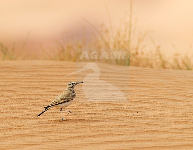 Witbandleeuwerik, Greater Hoopoe-Lark stock-image by Agami/Roy de Haas,