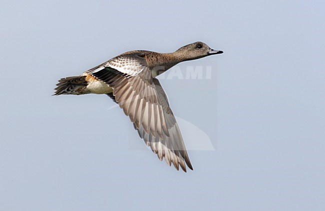 Amerikaanse Smient, American Wigeon, Mareca americana stock-image by Agami/Mike Danzenbaker,