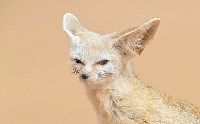 Fennec (Vulpes zedra) sitting in the Sahara desert of Mauritania. stock-image by Agami/Vincent Legrand,