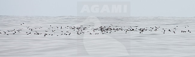 Californisch Stormvogeltje vliegend boven zee; Ashy Storm-petrel flying over calm sea stock-image by Agami/Martijn Verdoes,