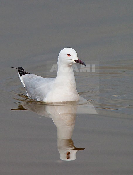 Dunbekmeeuw, Slender-billed Gull, Chroicocephalus genei stock-image by Agami/Arnold Meijer,