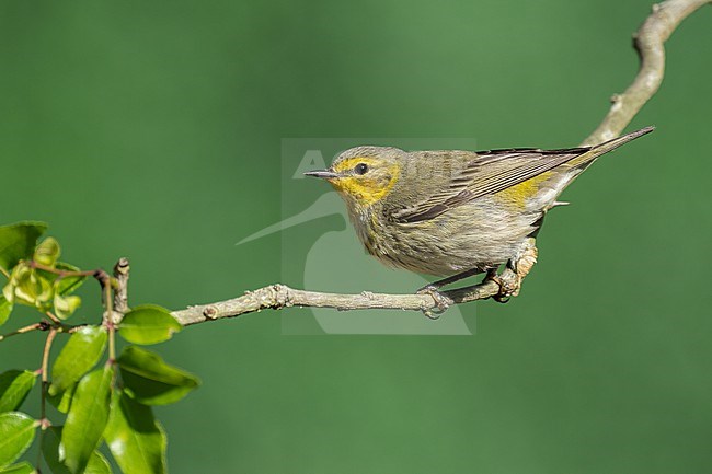 Adult female
Galveston Co., TX
April 2022 stock-image by Agami/Brian E Small,