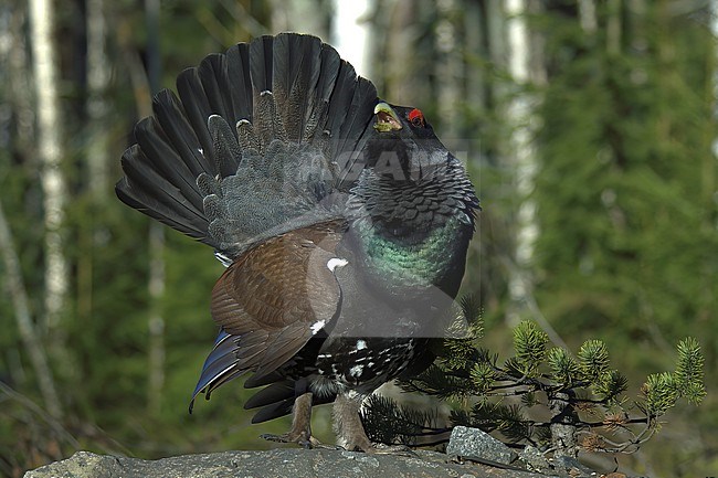 Western Capercaillie (Tetrao urogallus), front view of a male displaying on a rock in Finland stock-image by Agami/Kari Eischer,