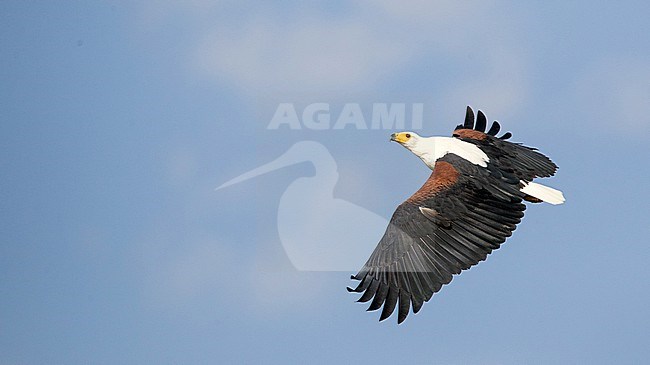 African fish eagle (Icthyophaga vocifer) in Africa stock-image by Agami/Ian Davies,